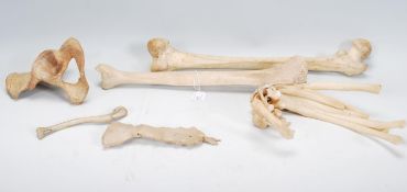 A collection of human bones to include Femur, Tibia, collar bone, sturnum and rib bones. Some with