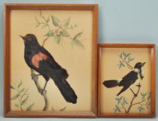 A pair of early 20th Century 1930's collages each depicting a different species of bird perched on