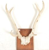 Taxidermy - A pair of vintage 20th Century white stag horns mounted on a oak wall plaque. Horns