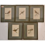 A set of five framed and glazed hand coloured prints of birds to include Redbreast, Cole Titmouse,