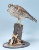 A 20th Century taxidermy sparrowhawk modelled perched on a wooden log and raised on a round ebonised