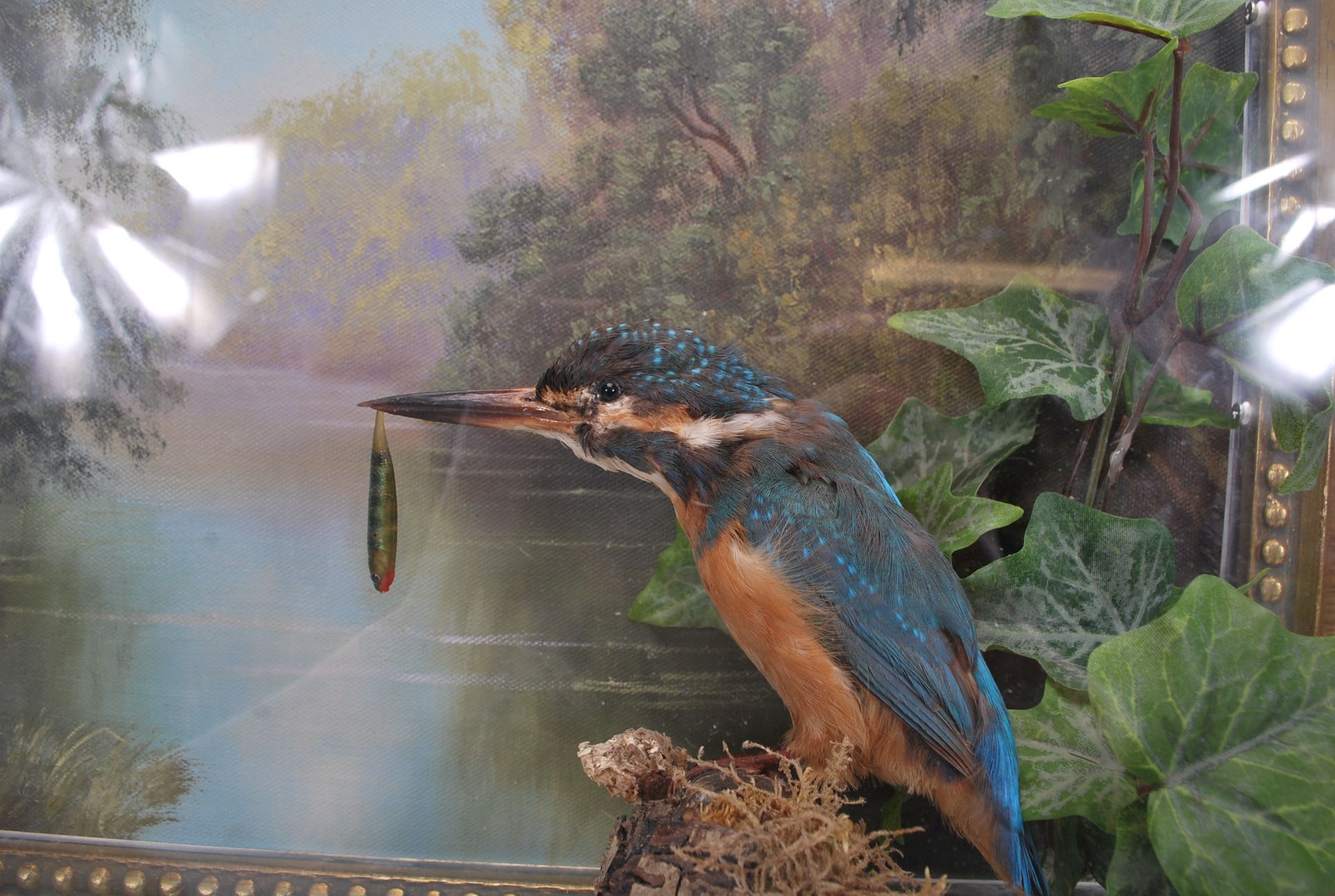 An early 20th Century taxidermy kingfisher bird modelled with a fish in its beak, set within a later - Image 2 of 7