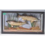Taxidermy - A pair of 19th Century Victorian cased taxidermy Zander fish set within a naturalistic