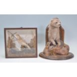 An early 20th century Taxidermy example of a ferret raised on a naturalistic plinth base with