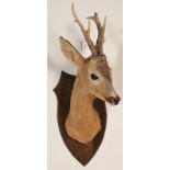 An early 20th century taxidermy example of a young deer / stags head being raised on an armorial oak