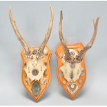 A pair of 20th Century roe deer antlers and part skulls mounted on wooden shields. Each decorated