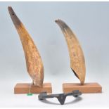 A pair of retro vintage taxidermy cow horns displayed on teak and wire stands. Measures: 30cm tall.