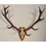 A 20th Century retro vintage large taxidermy set of stag antlers. The twelve point set of horns