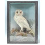 Taxidermy - A 19th Century Victorian taxidermy albino barn owl set within a case with naturalistic