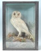Taxidermy - A 19th Century Victorian taxidermy albino barn owl set within a case with naturalistic