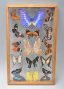 A group of collection of etymology interest taxidermy butterflies to include fifteen exotic