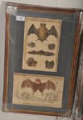 Two 19th Century hand painted lithograph etchings - prints to include bats and exotrci birds, some