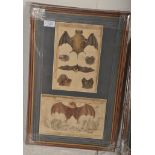 Two 19th Century hand painted lithograph etchings - prints to include bats and exotrci birds, some