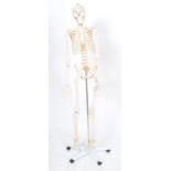 20TH CENTURY ANATOMICAL MODEL OF A HUMAN SKELETON