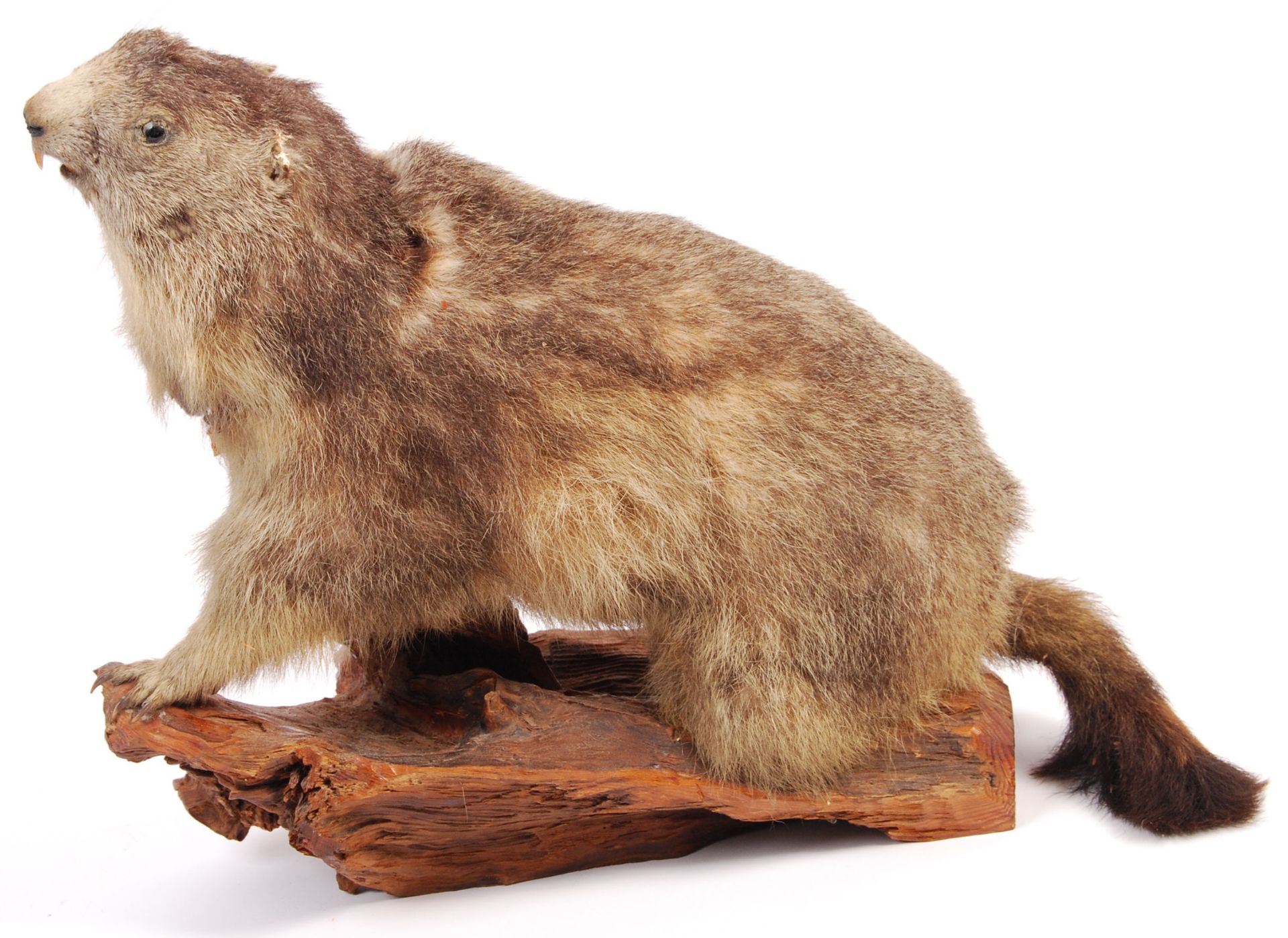 ANTIQUE 19TH CENTURY TAXIDERMY BEAVER ON LOG - Bild 5 aus 5