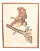 AFTER JOHN J. AUDUBON - BARRED OWL PRINT