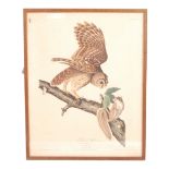 AFTER JOHN J. AUDUBON - BARRED OWL PRINT