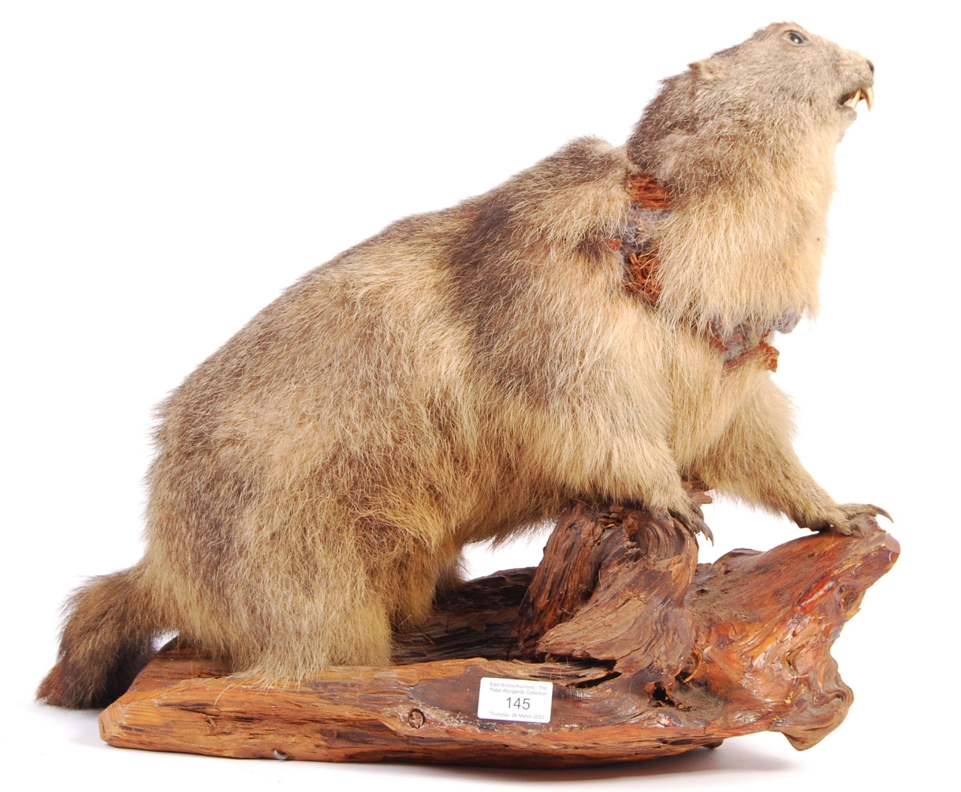 ANTIQUE 19TH CENTURY TAXIDERMY BEAVER ON LOG