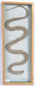 ANTIQUE TAXIDERMY STUDY OF A SNAKE - PETER WYNGARD