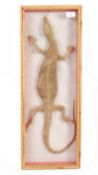 ANTIQUE TAXIDERMY STUDY OF A LIZARD - PETER WYNGAR