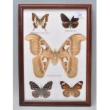 A framed set of five taxidermy butterflies to include a large Atlas moth, Tiger butterfly, dark blue