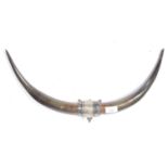 SILVER PLATED AND BOVINE BULL HORN WALL MOUNT