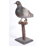 MI9 ESCAPE & EVADE COLLECTION - TAXIDERMY STUDY OF A CARRIER PIGEON