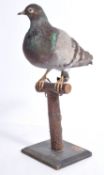 MI9 ESCAPE & EVADE COLLECTION - TAXIDERMY STUDY OF A CARRIER PIGEON