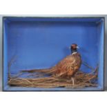 A vintage early 20th century cased taxidermy pheasant set within a naturalistic plinth bottom and