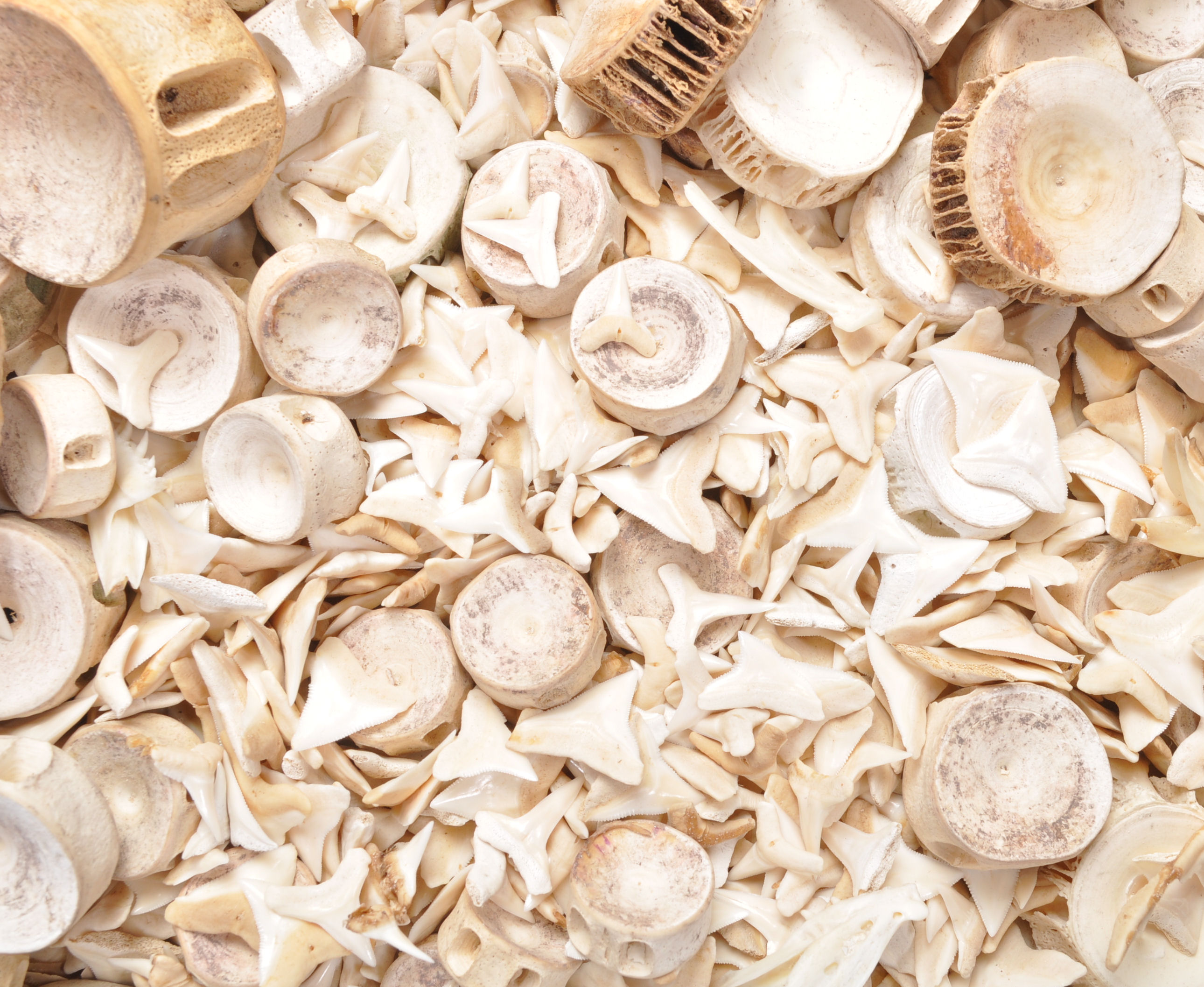 A large collection of Fossilised sharks teeth and vertebrae. - Image 4 of 7