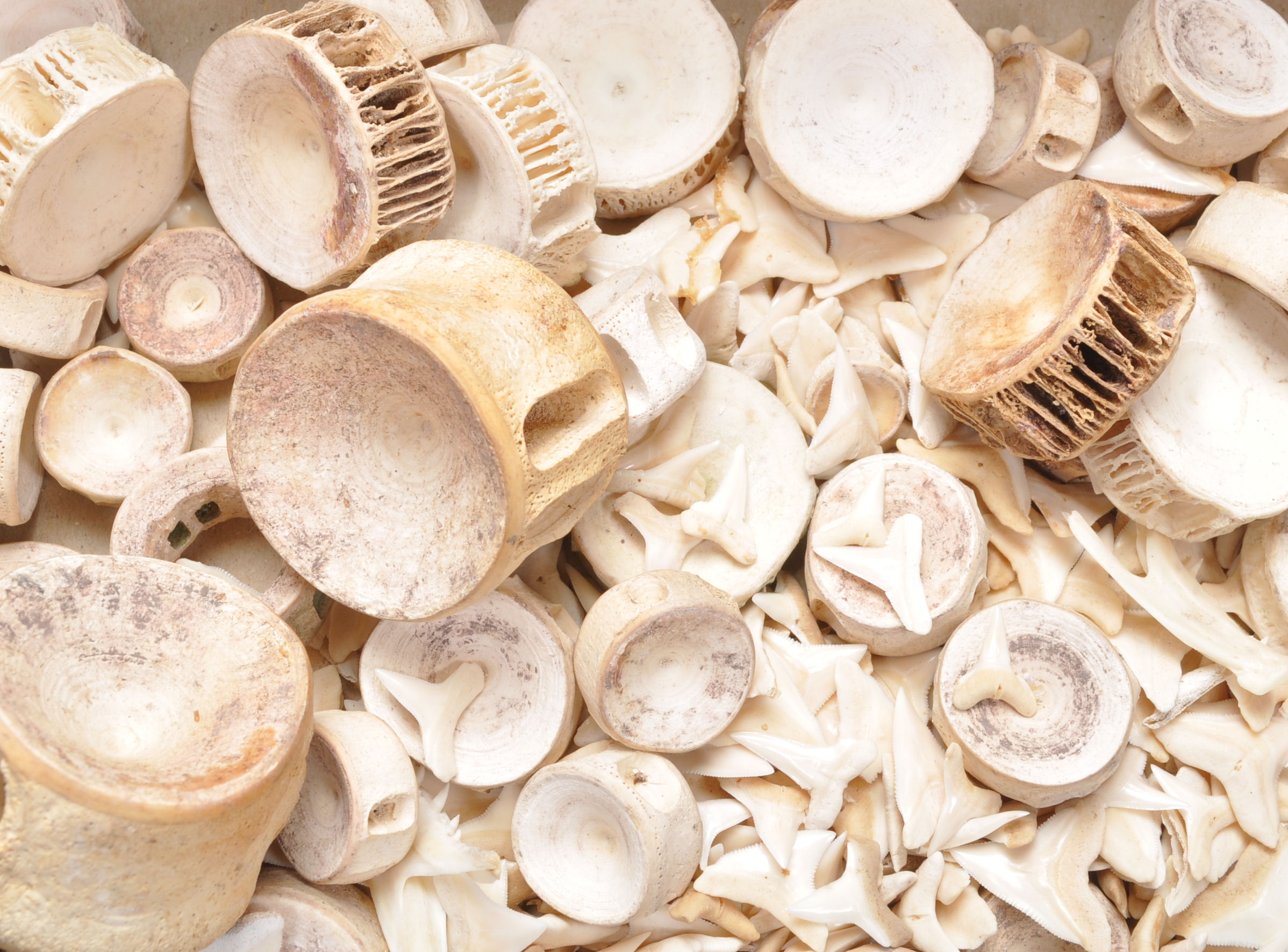 A large collection of Fossilised sharks teeth and vertebrae. - Image 2 of 7