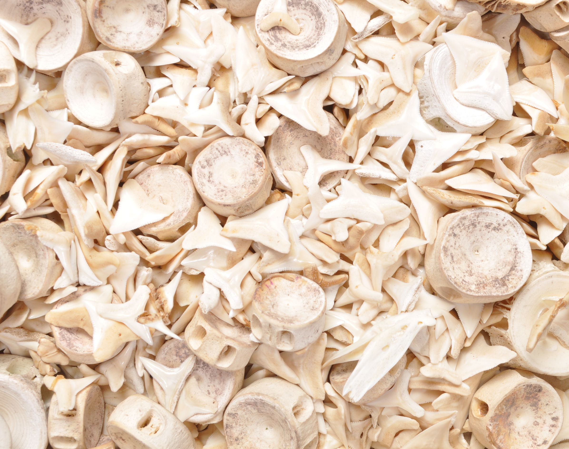 A large collection of Fossilised sharks teeth and vertebrae. - Image 5 of 7