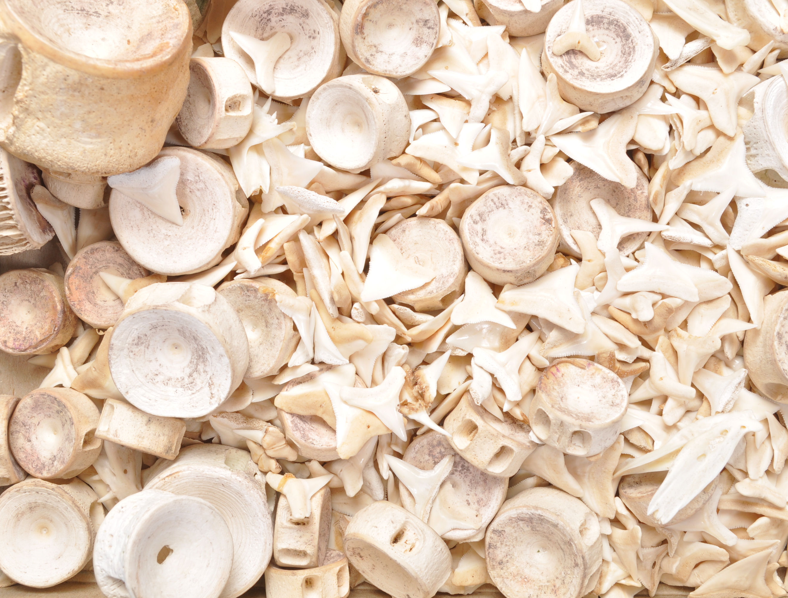 A large collection of Fossilised sharks teeth and vertebrae. - Image 6 of 7