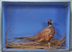 A vintage early 20th century cased taxidermy pheas