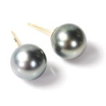 A pair of South Sea grey pearl earrings mounted on yellow gold posts. 10mm diameter. Weighs 2.6g.