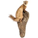 TAXIDERMY EXAMPLE OF A MARTEN SET ON WOODEN BASE