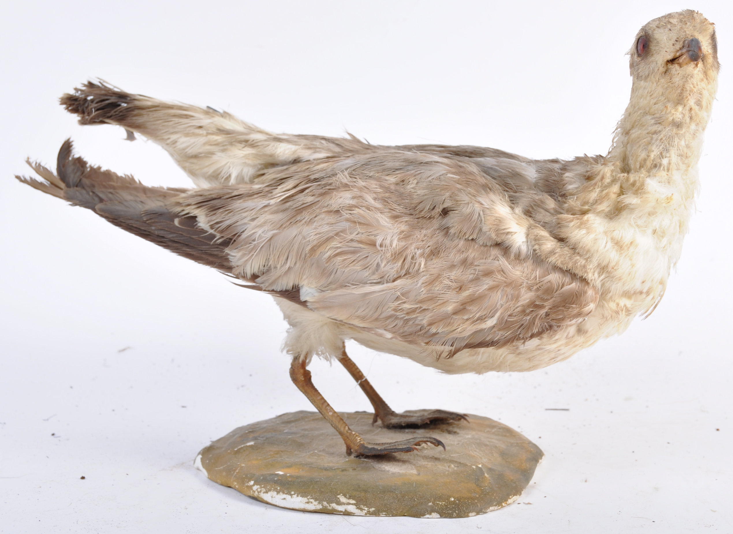 EARLY 20TH CENTURY TAXIDERMY EXAMPLE OF A WATER BIRD