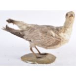 EARLY 20TH CENTURY TAXIDERMY EXAMPLE OF A WATER BIRD