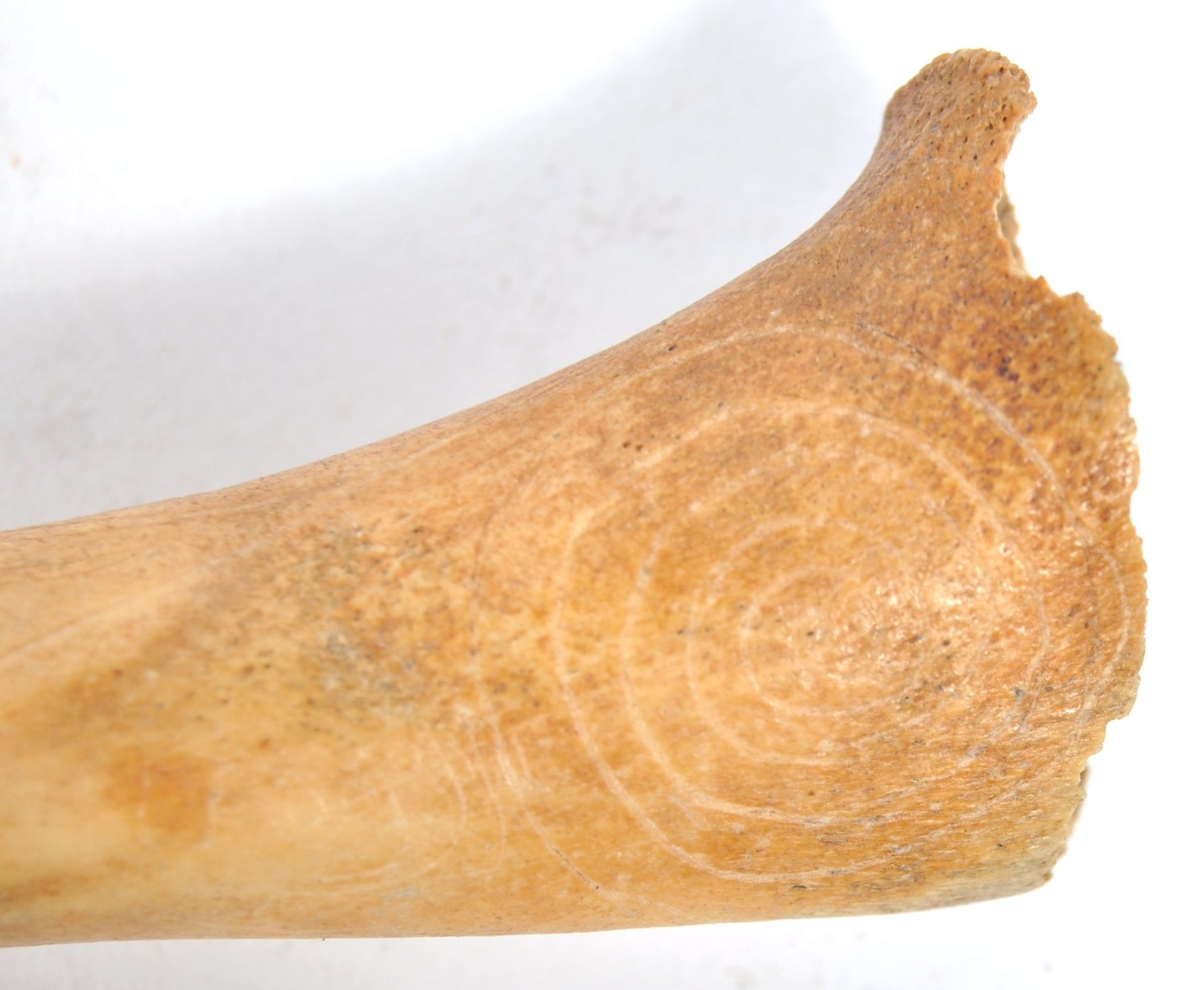 TRIBAL ANTIQUITIES - RARE NEW ZEALAND MOA BIRD CARVED BONE - Bild 5 aus 5