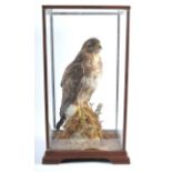 VICTORIAN CASED TAXIDERMY EXAMPLE OF A PEREGRINE FALCON