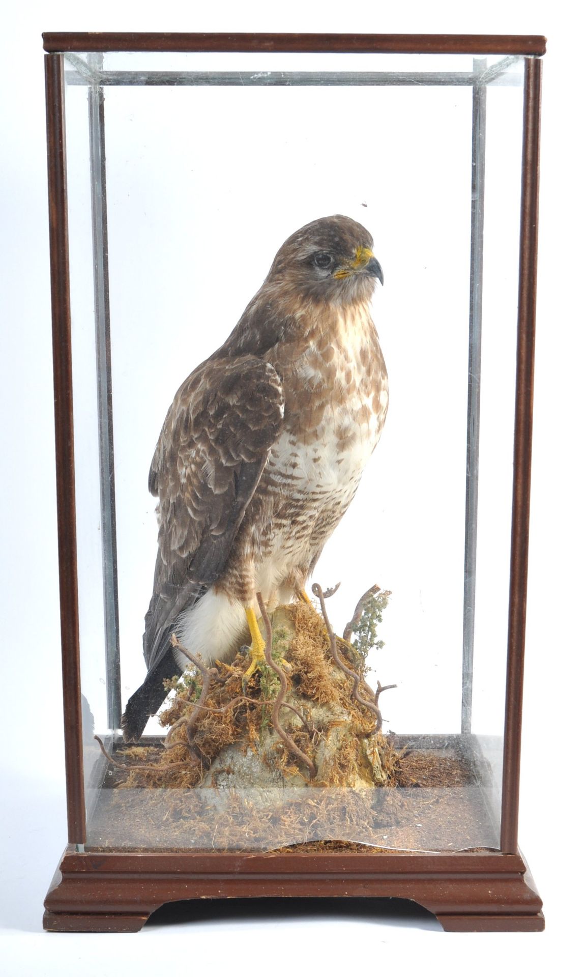 VICTORIAN CASED TAXIDERMY EXAMPLE OF A PEREGRINE FALCON