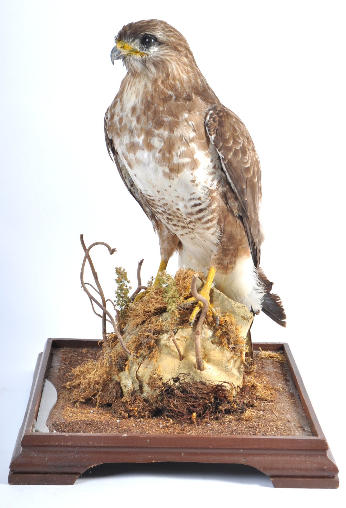 VICTORIAN CASED TAXIDERMY EXAMPLE OF A PEREGRINE FALCON - Bild 3 aus 8