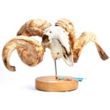 TAXIDERMY OVIS ARIES SWALEDALE SHEEP SKULL WITH HO