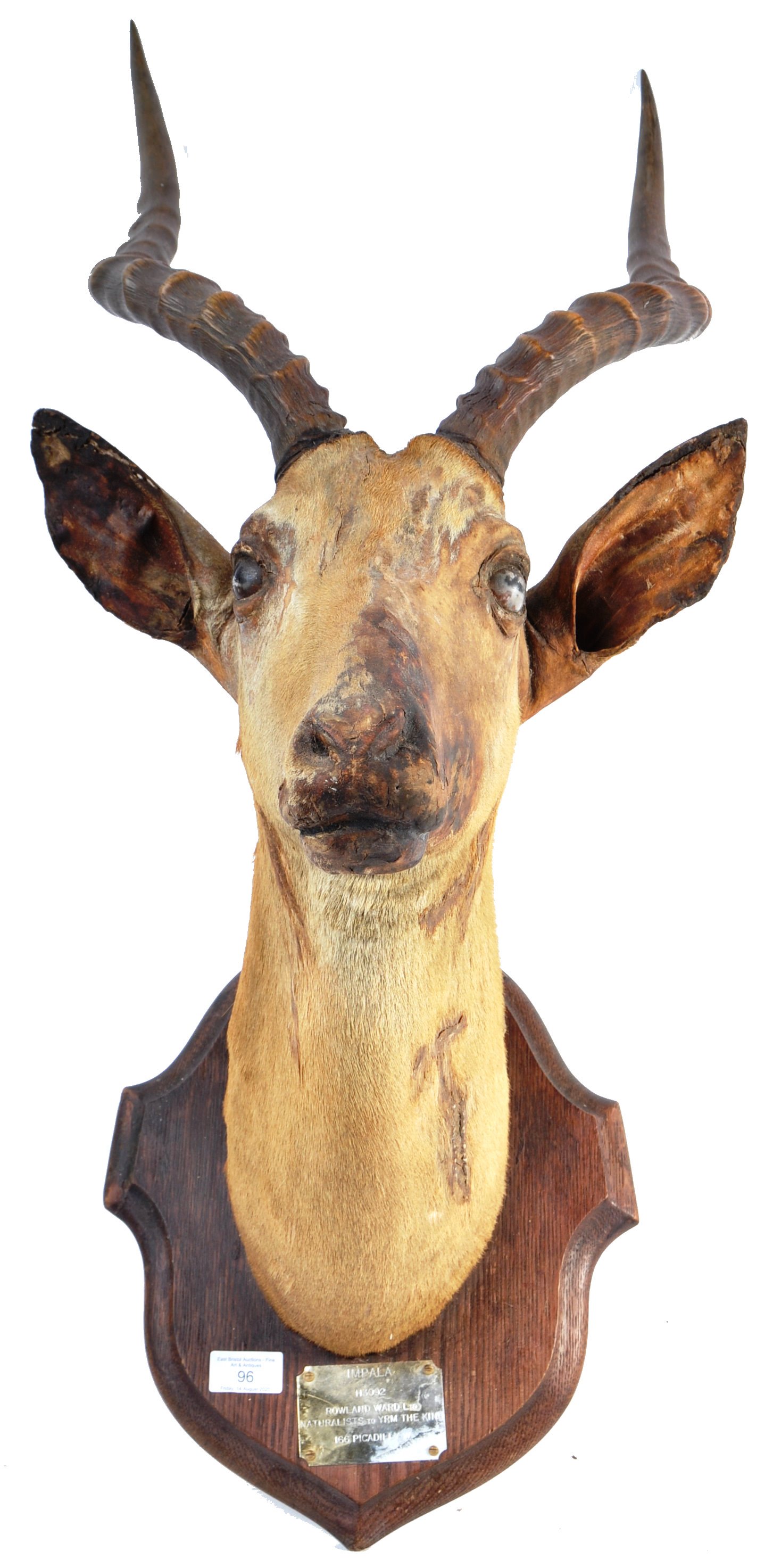 EARLY 20TH CENTURY TAXIDERMY IMPALA HEAD BY ROWLAND WARD LTD