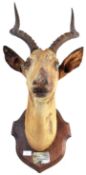 EARLY 20TH CENTURY TAXIDERMY IMPALA HEAD BY ROWLAND WARD LTD