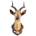 EARLY 20TH CENTURY TAXIDERMY IMPALA HEAD BY ROWLAND WARD LTD