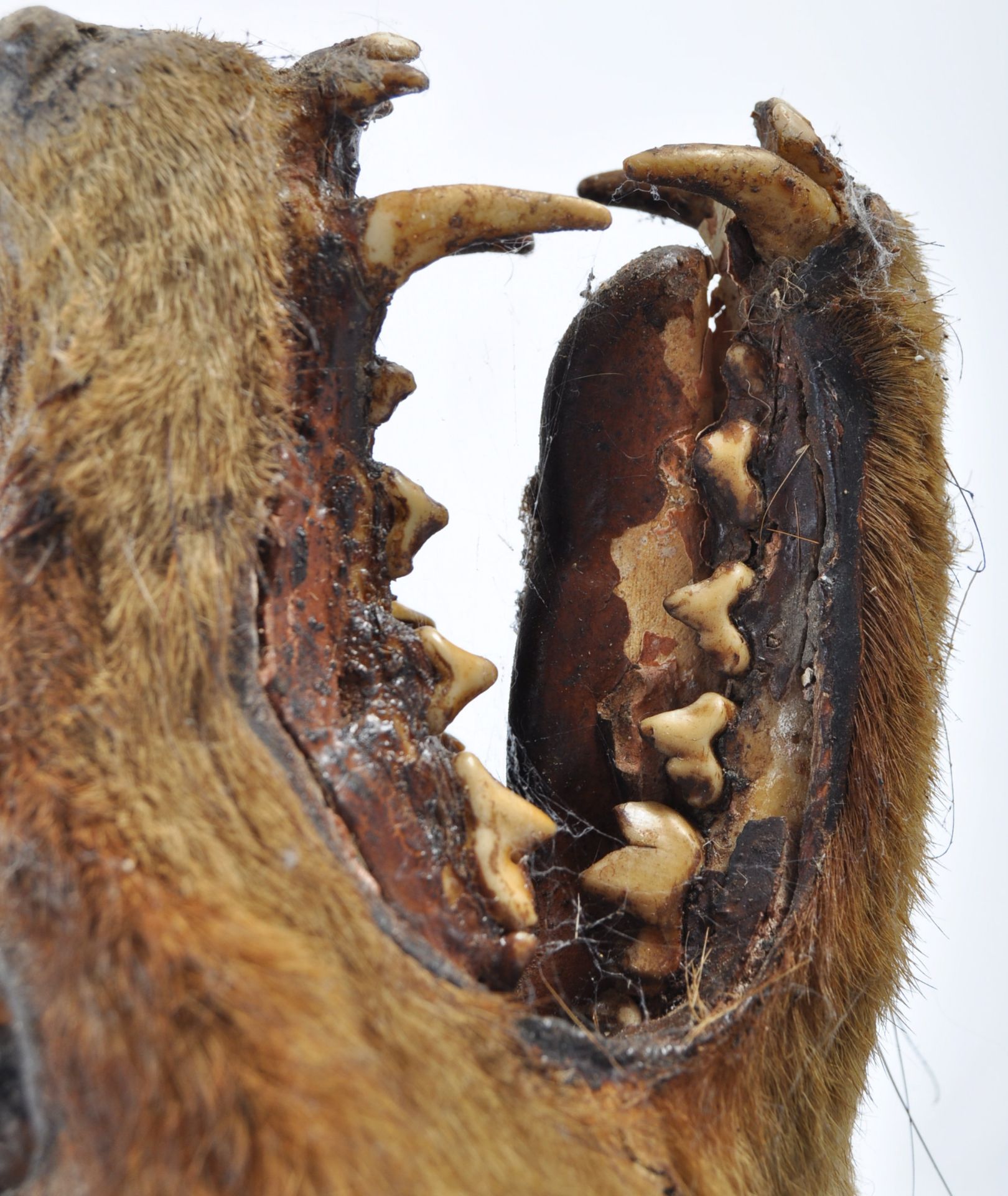 EARLY 20TH CENTURY TAXIDERMY FOX HEAD ON OAK SHIELD - Bild 4 aus 7