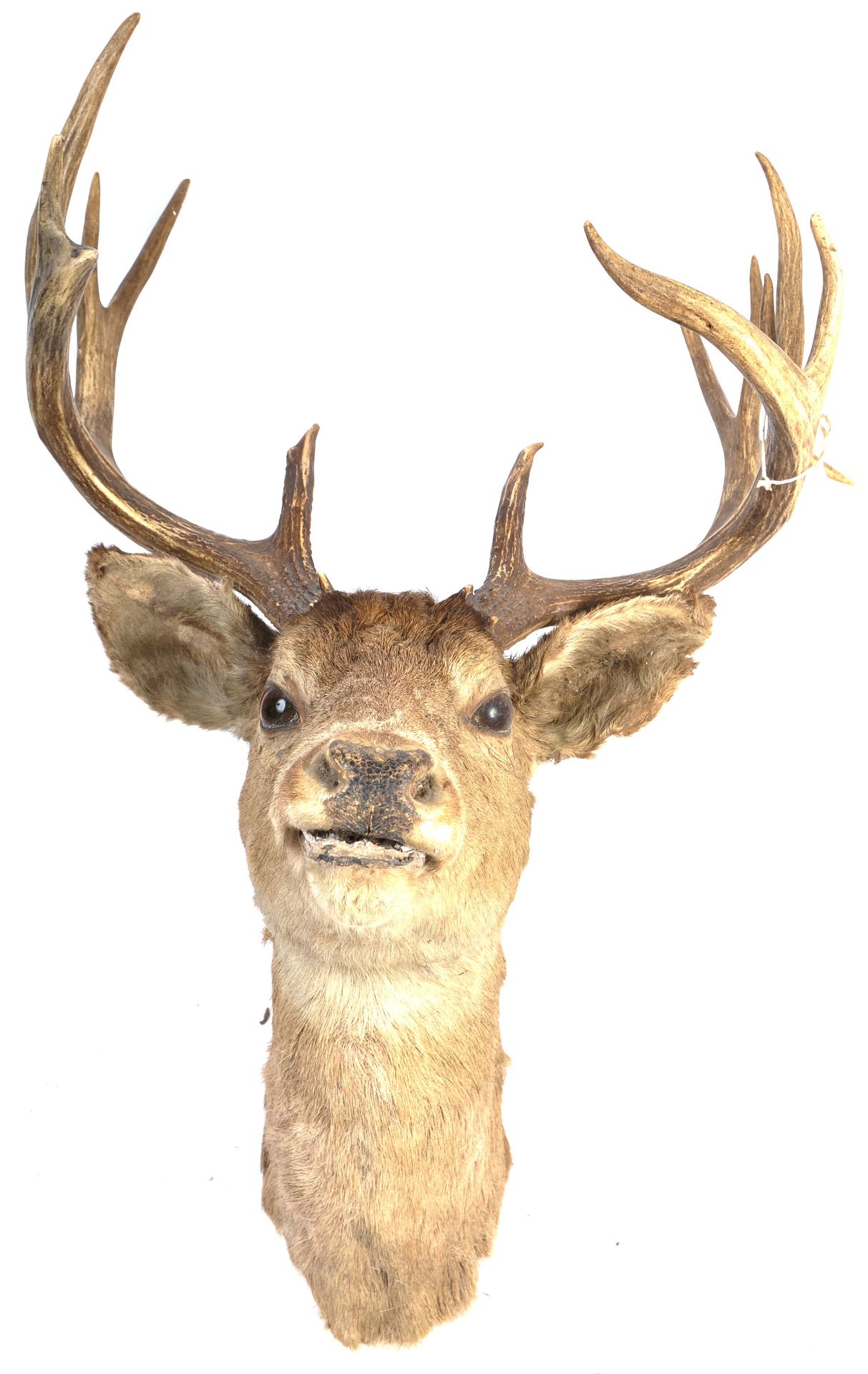 19TH CENTURY VICTORIAN TAXIDERMY 13 POINT ANTLER STAGS HEAD - Bild 2 aus 12