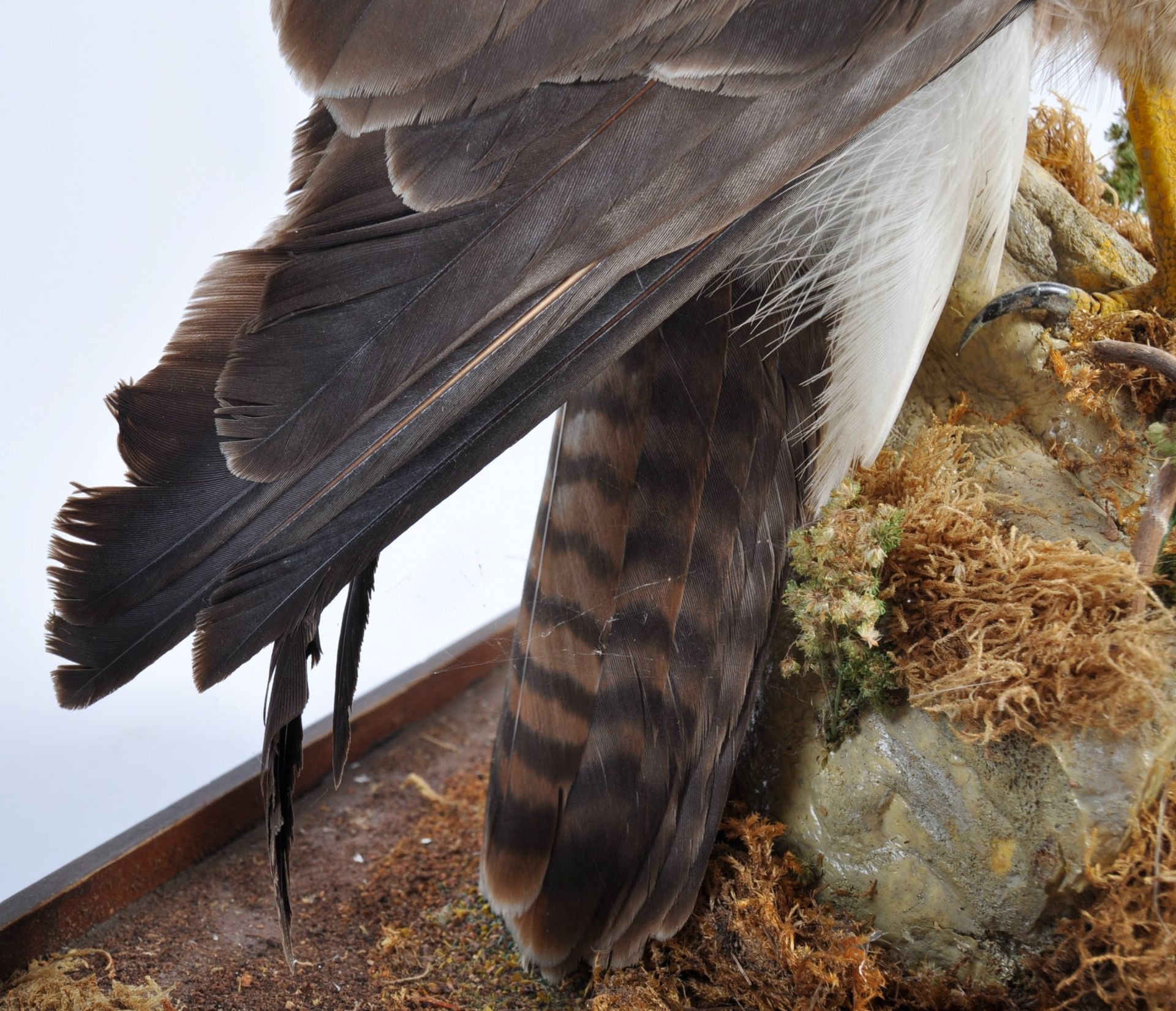 VICTORIAN CASED TAXIDERMY EXAMPLE OF A PEREGRINE FALCON - Bild 7 aus 8