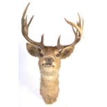 19TH CENTURY VICTORIAN TAXIDERMY 13 POINT ANTLER STAGS HEAD